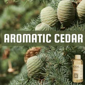 Aromatic Cedar | 125ml³ Diffuser Oil