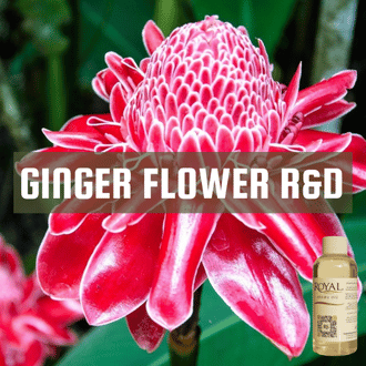 Ginger Flower R&D | 125ml³ Diffuser Oil