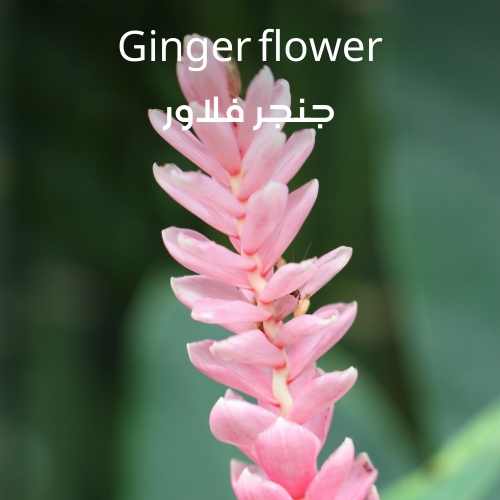 [RS125ML-4518505] Ginger Flower | Aroma Yağı Yeniden Dolum Kartuşu 125ml³