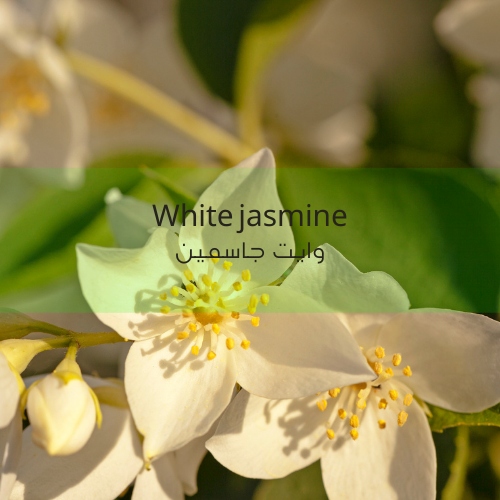 [RS125ML-4518511] عطر وايت ياسمين رييد 125 مل³