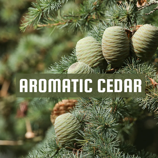 [RS125ML-4651767] Aromatic Cedar | Aroma Oil Refill Cartridge 125ml³