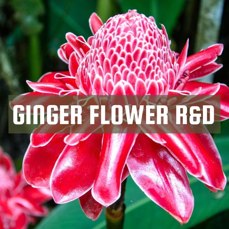 [RS125ML-4653946] Ginger Flower R&D | 125ml³ Diffuser Oil